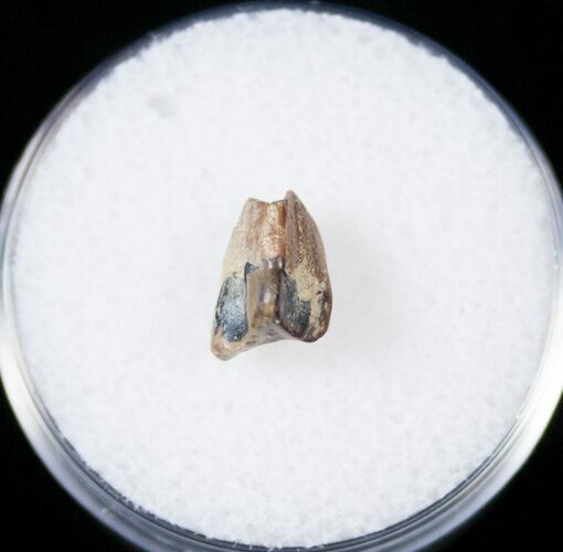 Ceratopsid Tooth - Judith River #14825